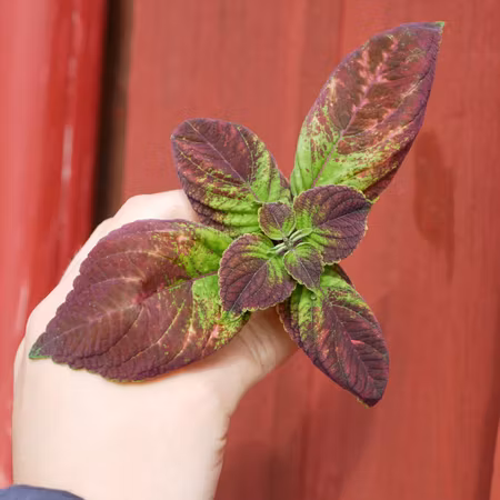 Coleus 'Avantar'