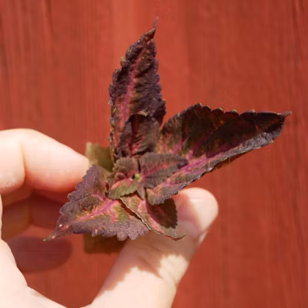 Coleus 'Blueberry Queen'