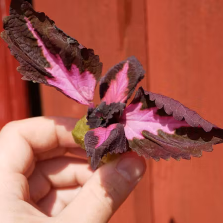 Coleus 'China Rose'