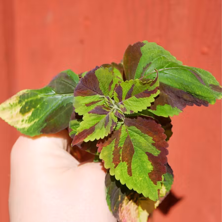 Coleus 'Finger Paint'