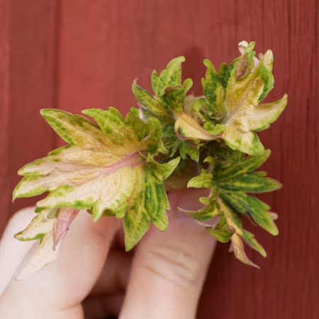 Coleus 'Greens Taggiga'