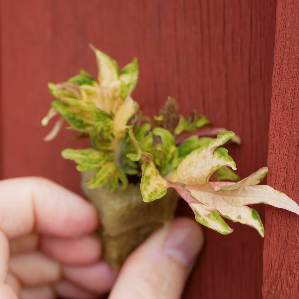 Coleus 'Greens Taggiga'