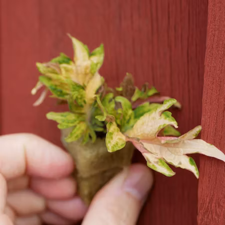 Coleus 'Greens Taggiga'