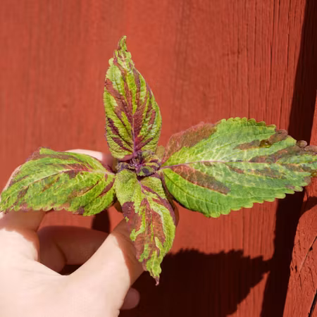 Coleus 'Hercules Lillith'