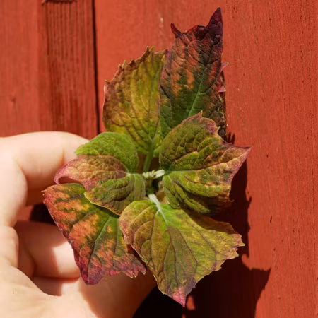 Coleus 'Vilda Hilda'