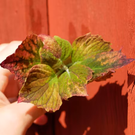 Coleus 'Vilda Hilda'