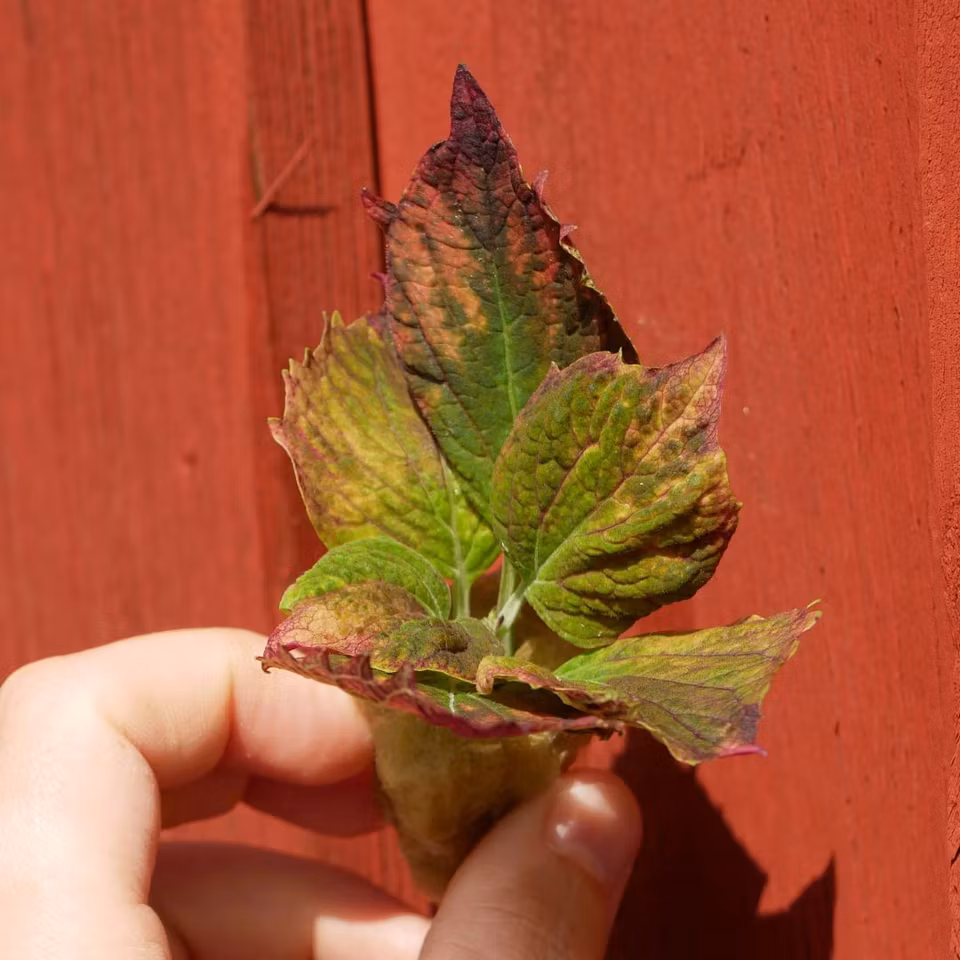 Coleus 'Vilda Hilda'