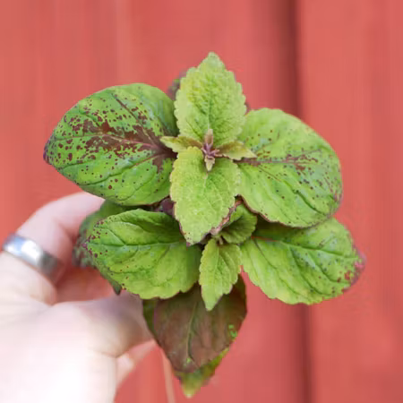 Coleus 'Honey Crisp'