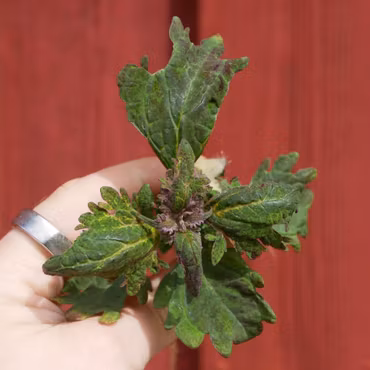 Coleus (Palettblad) 'Hope'