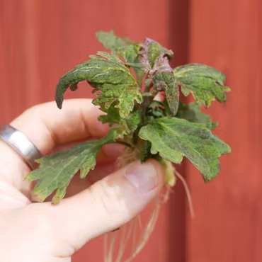 Coleus (Palettblad) 'Hope'