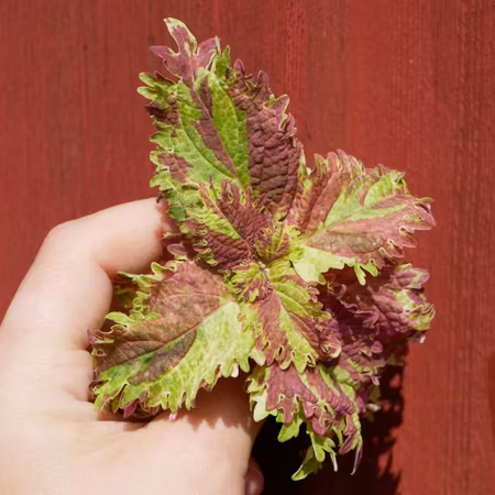 Coleus 'Indonesian'