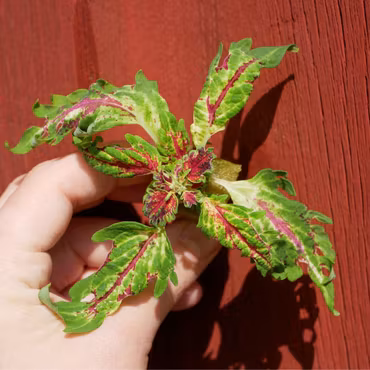 Coleus (Palettblad) 'Jasmine'