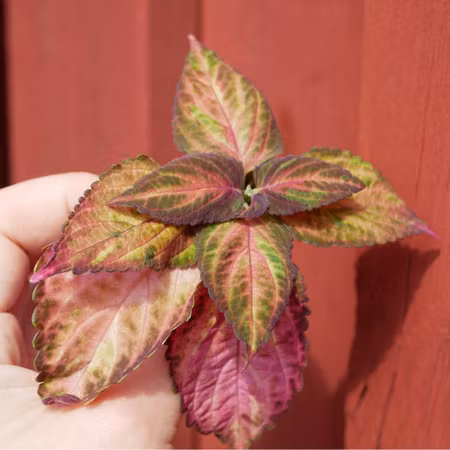 Coleus 'Kimimi'