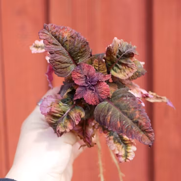 Coleus (Palettblad) 'Mariposa'