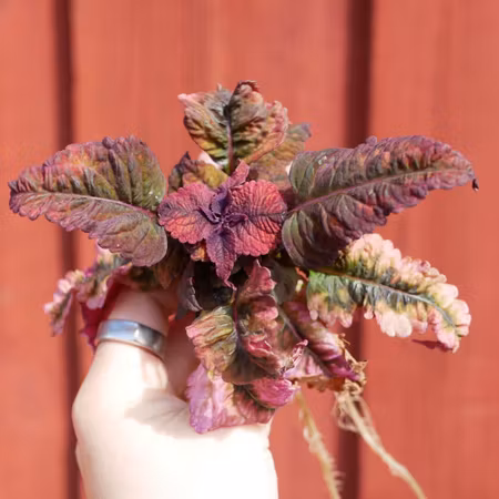 Coleus 'Mariposa'