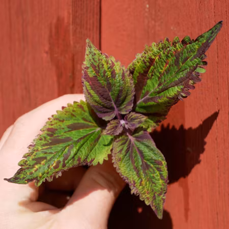 Coleus 'Daphne'