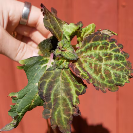 Coleus 'Peters Wonder'