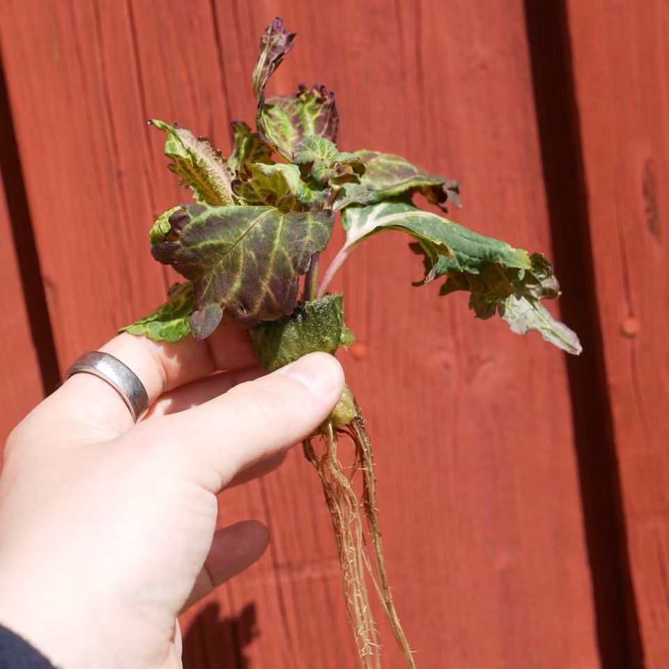 Coleus 'Peters Wonder'