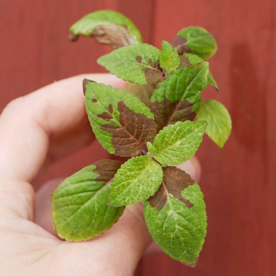 Coleus 'Pineapple Sunrise'
