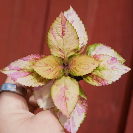Coleus 'Pink Panther'