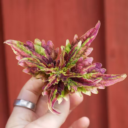 Coleus 'Pink Shine'