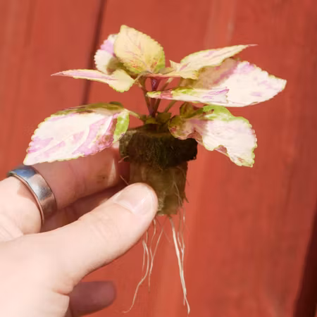 Coleus 'Pink Panther'