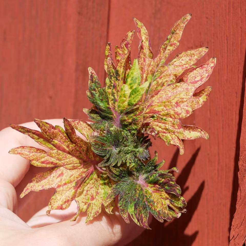 Coleus 'Prickly'