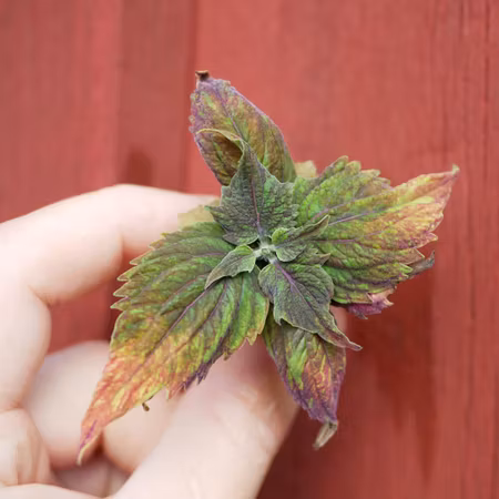 Coleus 'Red Pin Sport'