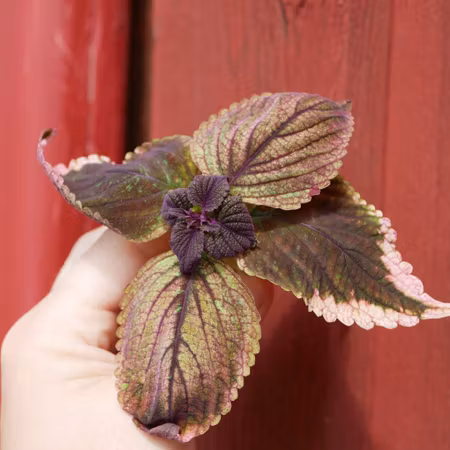 Coleus 'Rosmarie'