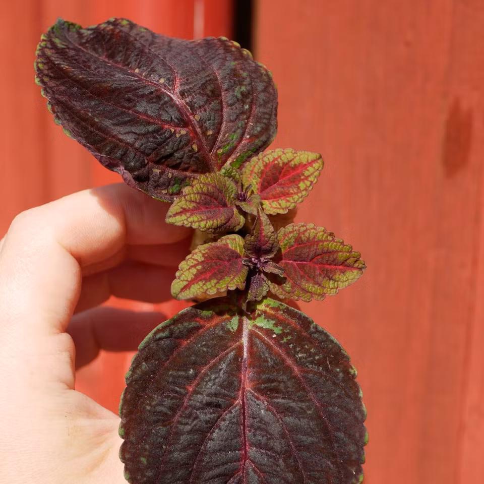 Coleus 'Scoop'