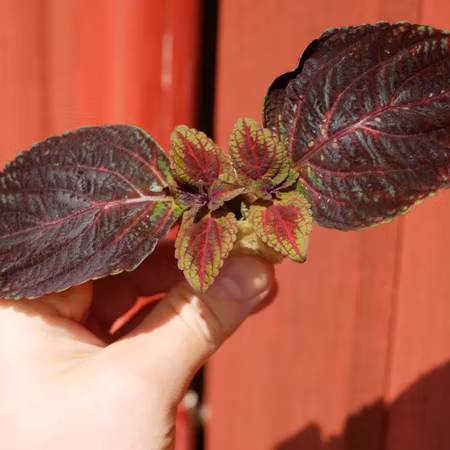 Coleus 'Scoop'