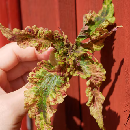 Coleus 'Strawbillie'