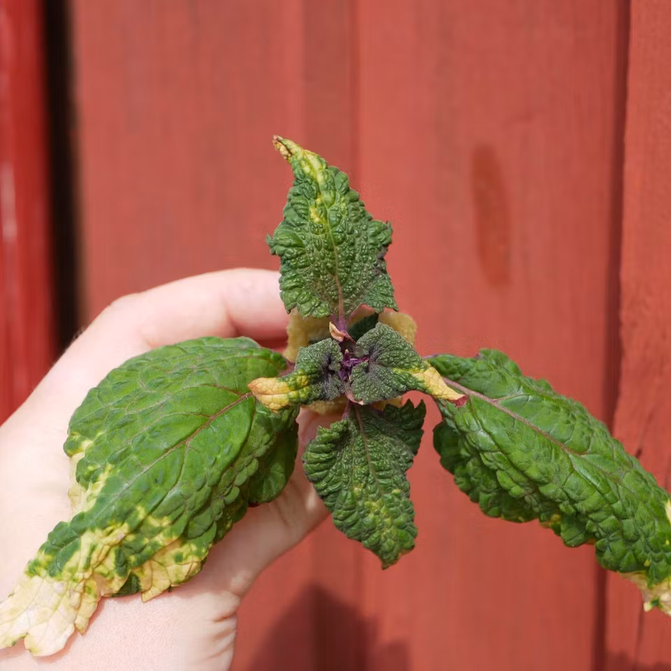 Coleus 'Vilemo Flora'