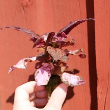 Coleus (Palettblad) 'Blossom'