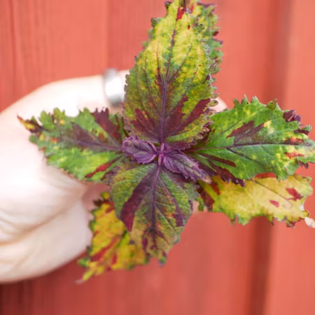 Coleus 'Ruby Rogue'