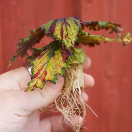 Coleus 'Ruby Rogue'