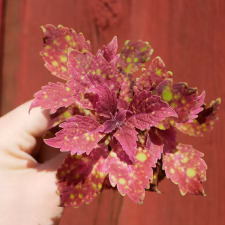 Coleus 'Downtown Santa Monica'