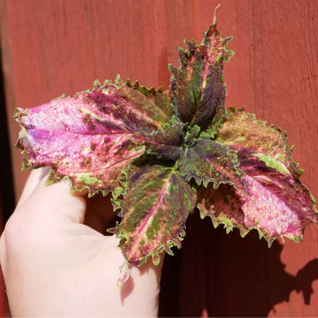 Coleus 'Elvira'