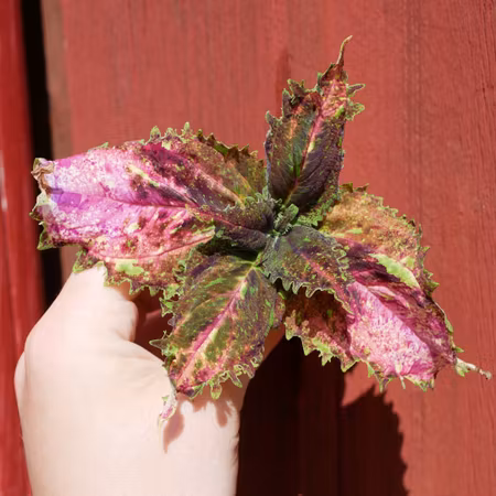 Coleus 'Elvira'