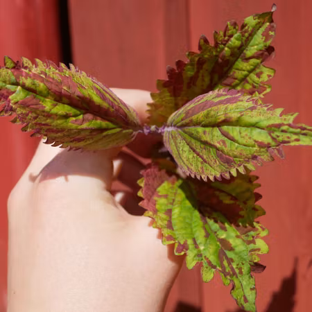 Coleus 'Sunset Boulevard'