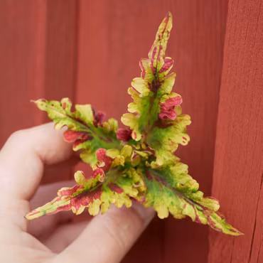 Coleus (Palettblad) 'Gondor'