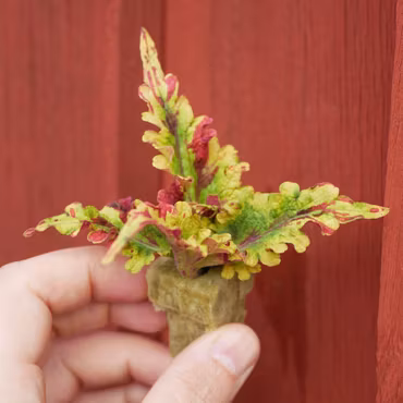 Coleus (Palettblad) 'Gondor'