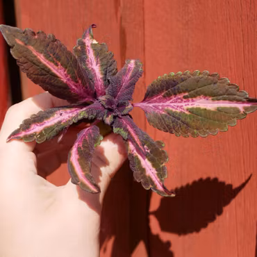 Coleus (Palettblad) 'Midnight Siren'