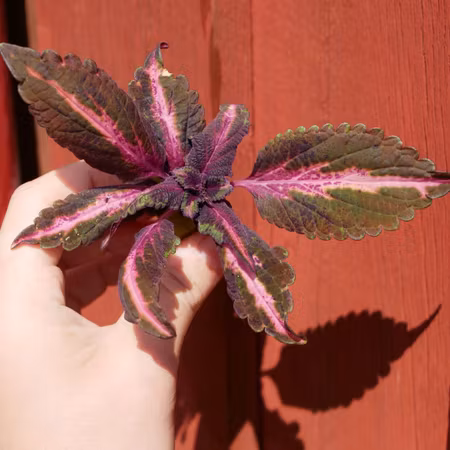 Coleus 'Midnight Siren'