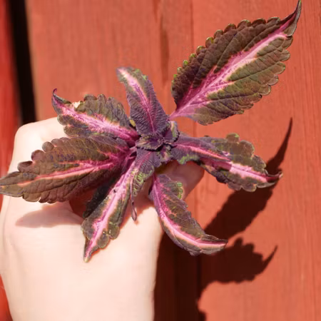 Coleus 'Midnight Siren'