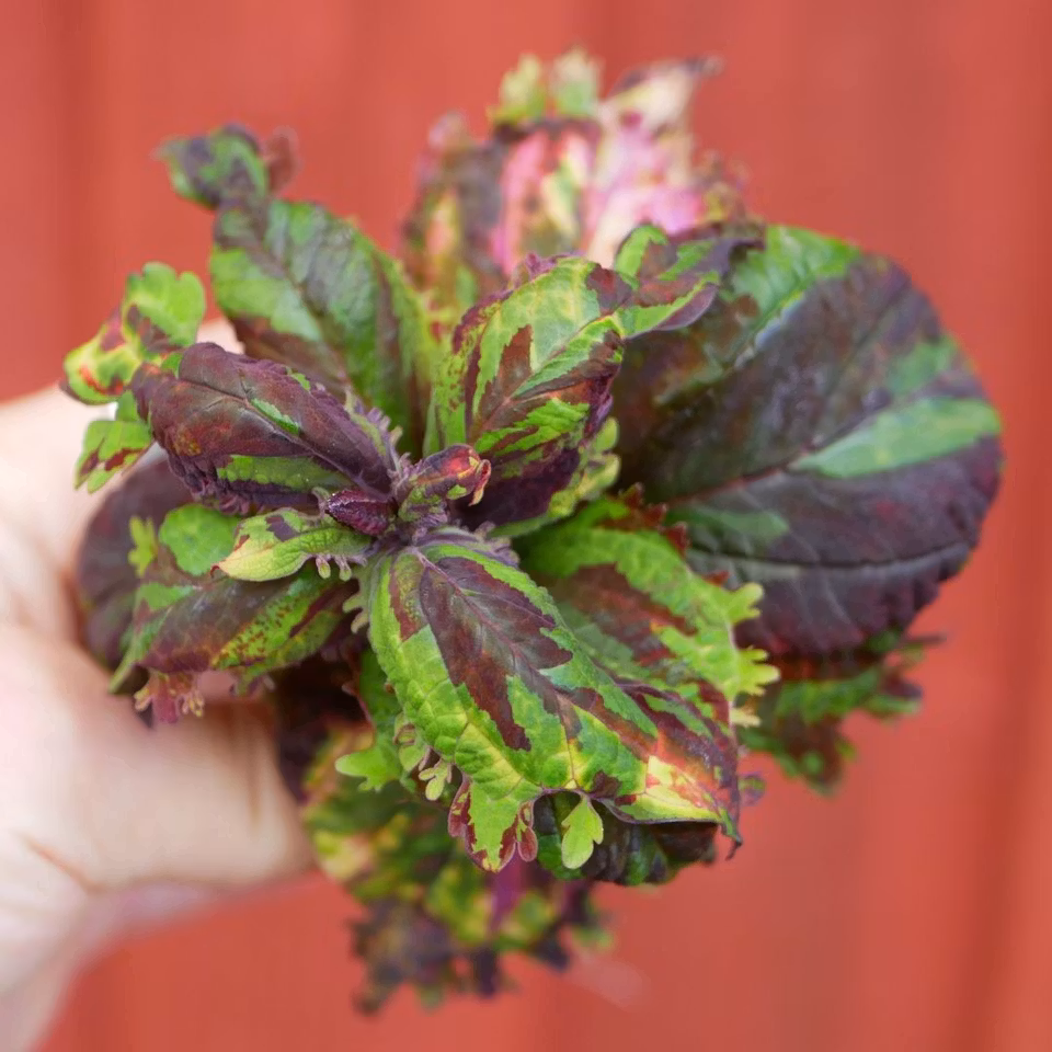 Coleus 'Jungle Fever'