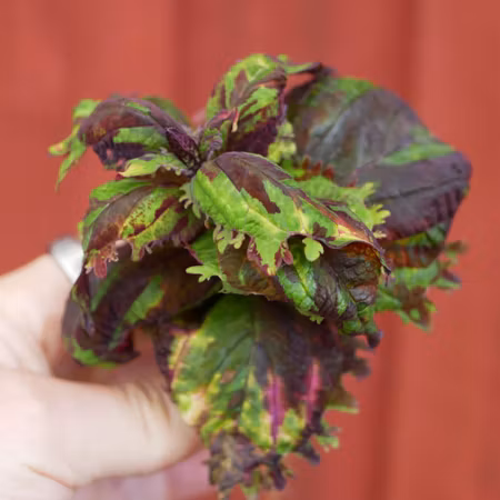 Coleus 'Jungle Fever'