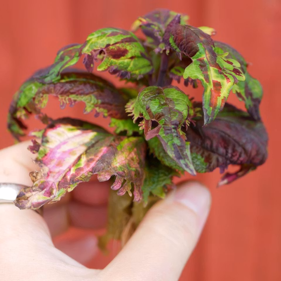 Coleus 'Jungle Fever'