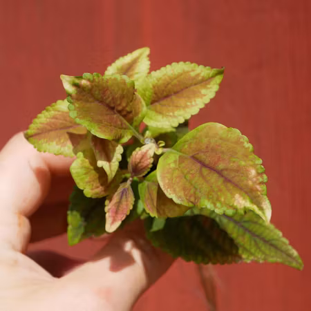 Coleus 'Rubinette'