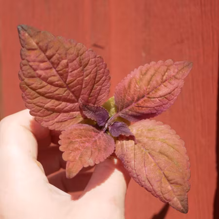 Coleus 'Morgan Le Fray'